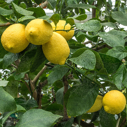 Limone Zagara Bianca Alberello - Citrus limon
